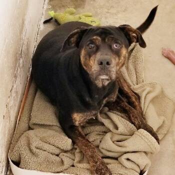 BRONSON -  Rottweiler Dog for Adoption in Seymour, Indiana - BRONSON | PetCurious