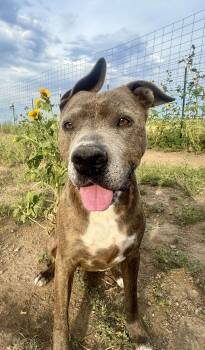 Rescue American Staffordshire Terrier Dogs for Adoption in Rye, Colorado - Edward | PetCurious