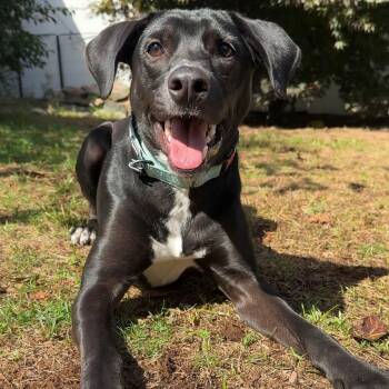 Luke -  Labrador Retriever Dog for Adoption in Hopkinton, Massachusetts - Luke | PetCurious