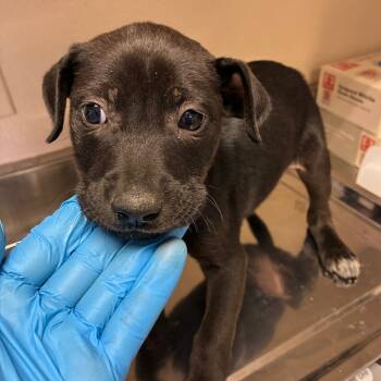 Rescue Shepherd Dogs for Adoption in San Antonio, Texas - Zero | PetCurious