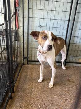 Minnie (rn) (molly) -  Mixed Breed Dog for Adoption in Mobile, Alabama - Minnie (rn) (molly) | PetCurious