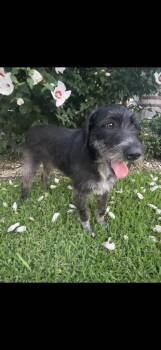 German Wirehaired Pointer Dogs Available for Adoption in Alexandria, Louisiana - Darla | PetCurious