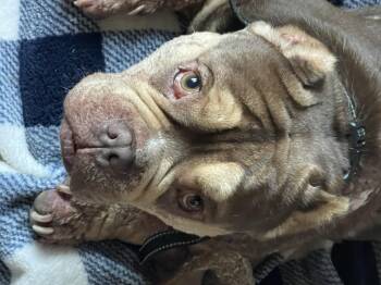 Rescue Bulldog Dogs for Adoption in Haslet, Texas - Bernie | PetCurious