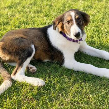 Annie -  Collie and Australian Shepherd Dog for Adoption in Nerstrand, Minnesota - Annie | PetCurious