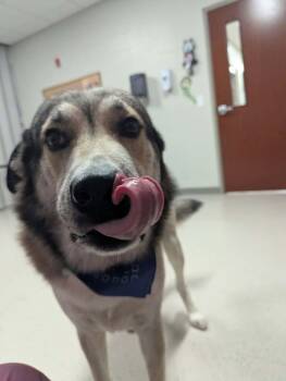 Ricky -  Anatolian Shepherd Dog for Adoption in Fayetteville, Arkansas - Ricky | PetCurious