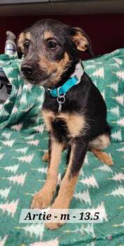 Schnauzer and Dachshund Dogs Available for Adoption - Artie | PetCurious