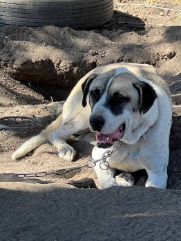 Rescue Mastiff Dogs for Adoption in Alturas, California - Cal | PetCurious