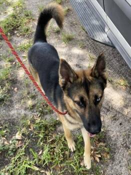 ZEUS -  German Shepherd Dog Dog for Adoption in Fort Myers, Florida - ZEUS | PetCurious