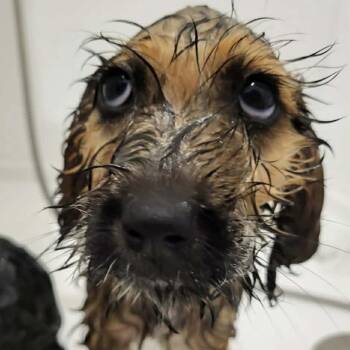 Elias Mathew -  Poodle and Mixed Breed Dog for Adoption in Alma, Wisconsin - Elias Mathew | PetCurious
