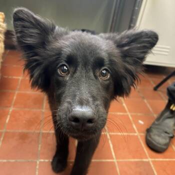 Kamyrn in NH Come Meet our Adoptable Dogs Wed-Sat More info in B -  Australian Shepherd Dog for Adoption in Manchester, New Hampshire - Kamyrn In NH Come Meet Our Adoptable Dogs Wed-Sat More Info In B | PetCurious