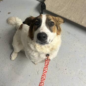 Brittany Spaniel and Collie Dogs Available for Adoption in Uniontown, Pennsylvania - Benny | PetCurious