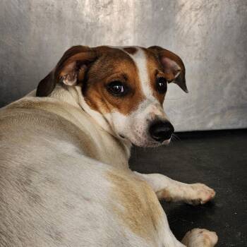 Peanut -  Jack Russell Terrier and Mixed Breed Dog for Adoption in Parrish, Alabama - Peanut | PetCurious
