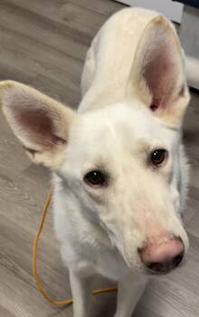 German Shepherd Dog Dogs Available for Adoption in Littleton, Colorado - Olaf | PetCurious