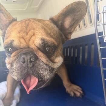 Little Leo -  French Bulldog Dog for Adoption in Northbrook, Illinois - Little Leo | PetCurious