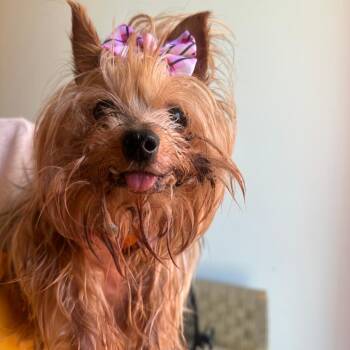 Nestea 14272 -  Yorkshire Terrier Dog for Adoption in San Francisco, California - Nestea 14272 | PetCurious