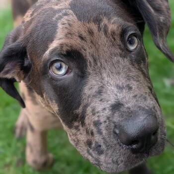 Rottweiler Dogs Available for Adoption in Alma, Michigan - Cupid | PetCurious