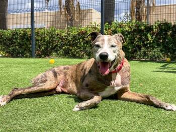 BAXTER -  Catahoula Leopard Dog Dog for Adoption in Tustin, California - BAXTER | PetCurious