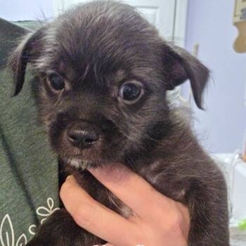 Shoofly Pie -  Mixed Breed Dog for Adoption in Fredericksburg, Virginia - Shoofly Pie | PetCurious
