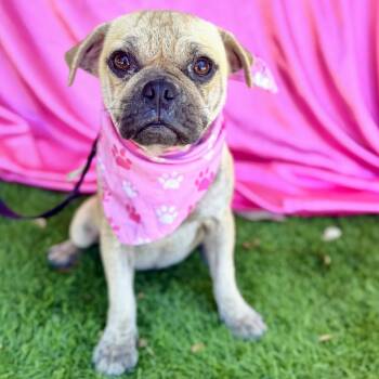Rescue Pug Dogs for Adoption in Rowland Heights, California - CAMMIE | PetCurious