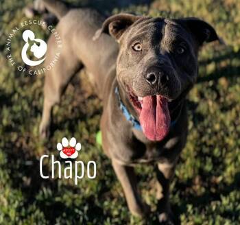 Rescue Pit Bull Terrier Dogs for Adoption in Coachella, California - Chapo | PetCurious