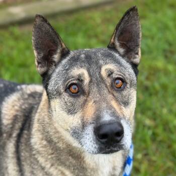 Rescue German Shepherd Dog and Mixed Breed Dogs for Adoption in Goleta, California - Rocky | PetCurious