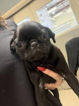 GALAXY -  Pug Dog for Adoption in Riverside, California - GALAXY | PetCurious