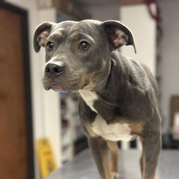 Pit Bull Terrier Dogs Available for Adoption - Bunnie | PetCurious