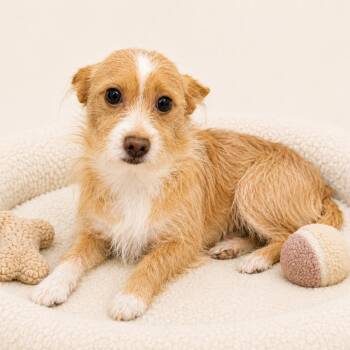 Collin -  Terrier and Wirehaired Terrier Dog for Adoption in Redwood Falls, Minnesota - Collin | PetCurious