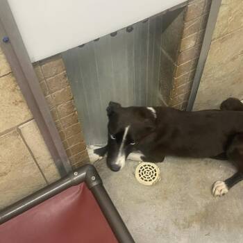 Spring Roll -  Labrador Retriever Dog for Adoption in Austin, Texas - Spring Roll | PetCurious