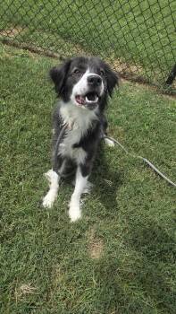 King "Chief" -  Collie Dog for Adoption in Evansville, Indiana - King "Chief" | PetCurious
