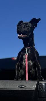 Black Labrador Retriever and Pit Bull Terrier Dogs Available for Adoption in Dallas, Texas - Azul Delilah J | PetCurious