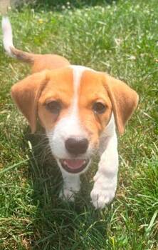 Red Savina - Pre Adoption -  Mixed Breed Dog for Adoption in Kettering, Ohio - Red Savina - Pre Adoption | PetCurious