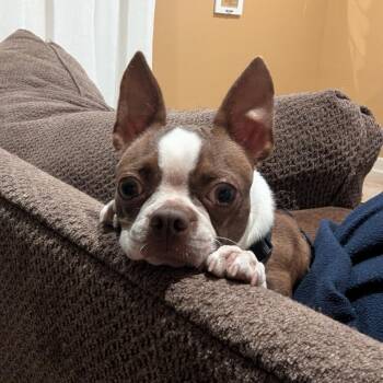 Becca in NE -  Boston Terrier Dog for Adoption - Becca In NE | PetCurious