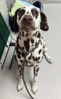 Leroy -  Dalmatian and Mixed Breed Dog for Adoption in Missoula, Montana - Leroy | PetCurious