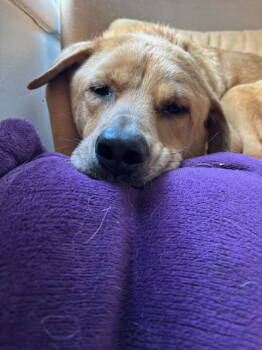 Rescue Labrador Retriever Dogs for Adoption in Ocean Township, New Jersey - Mason - Most Handsome! | PetCurious