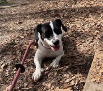Rescue Parson Russell Terrier and Mixed Breed Dogs for Adoption in Spartanburg, South Carolina - Waldo | PetCurious
