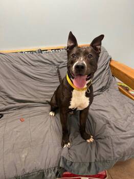 Hogan -  Pit Bull Terrier Dog for Adoption in Marion, Ohio - Hogan | PetCurious
