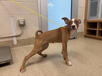 BUSCH -  American Staffordshire Terrier and Mixed Breed Dog for Adoption in Grand Prairie, Texas - BUSCH | PetCurious