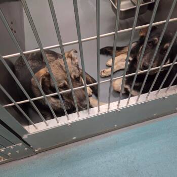 Mixed Breed Dogs Available for Adoption - ZATTO | PetCurious