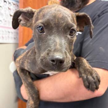 Maxine -  Pit Bull Terrier Dog for Adoption in Yuma, Arizona - Maxine | PetCurious