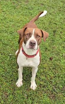 Rescue Mixed Breed Dogs for Adoption in Hardeeville, South Carolina - Steve Taco | PetCurious