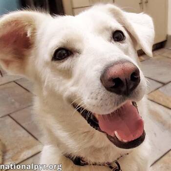 Rescue Great Pyrenees Dogs for Adoption in Beacon, New York - Jade In KY - Loves Hugs! | PetCurious
