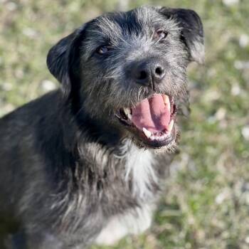 Terrier and Mixed Breed Dogs Available for Adoption in Alma, Wisconsin - Bruce | PetCurious
