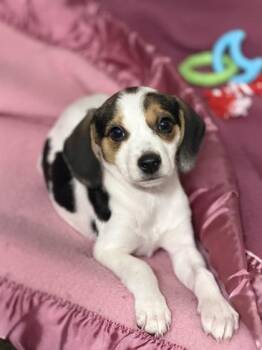 Beagle -  Beagle Dog for Adoption in Sacramento, California - Beagle | PetCurious