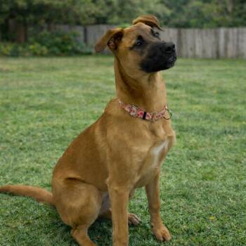 German Shepherd Dog Dogs Available for Adoption - GLORIA | PetCurious