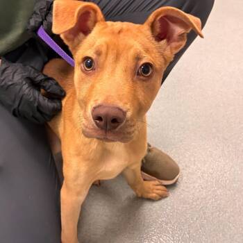 Rebel -  Terrier and Mixed Breed Dog for Adoption in Abilene, Texas - Rebel | PetCurious