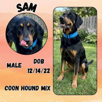 Black And Tan Coonhound Dogs Available for Adoption in Caldwell, Texas - Sam | PetCurious