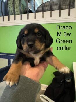 Draco -  Terrier and Shepherd Dog for Adoption in Colorado Springs, Colorado - Draco | PetCurious