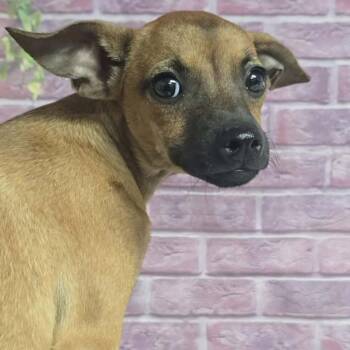Gia -  Chihuahua and Mixed Breed Dog for Adoption in Fort Collins, Colorado - Gia | PetCurious