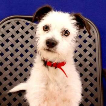 Breadstick -  Terrier Dog for Adoption in Fort Davis, Texas - Breadstick | PetCurious